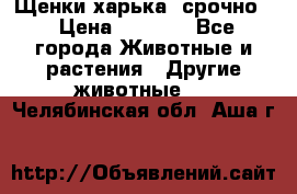 Щенки харька! срочно. › Цена ­ 5 000 - Все города Животные и растения » Другие животные   . Челябинская обл.,Аша г.